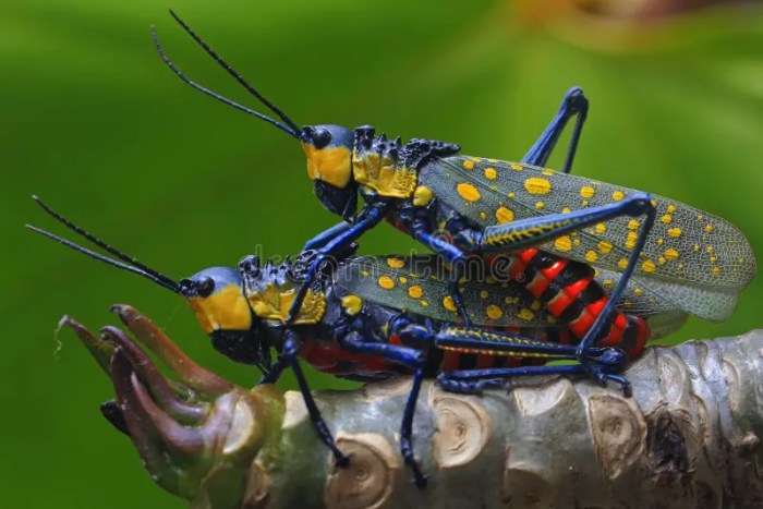 Katydid spiny grasshopper grasshoppers