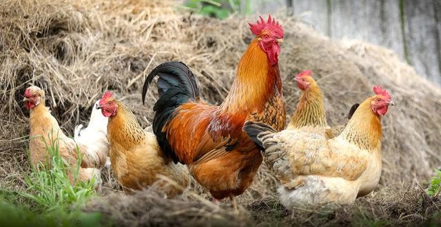 Rahasia Perkawinan Ayam Proses Trik Fakta Mengejutkan!