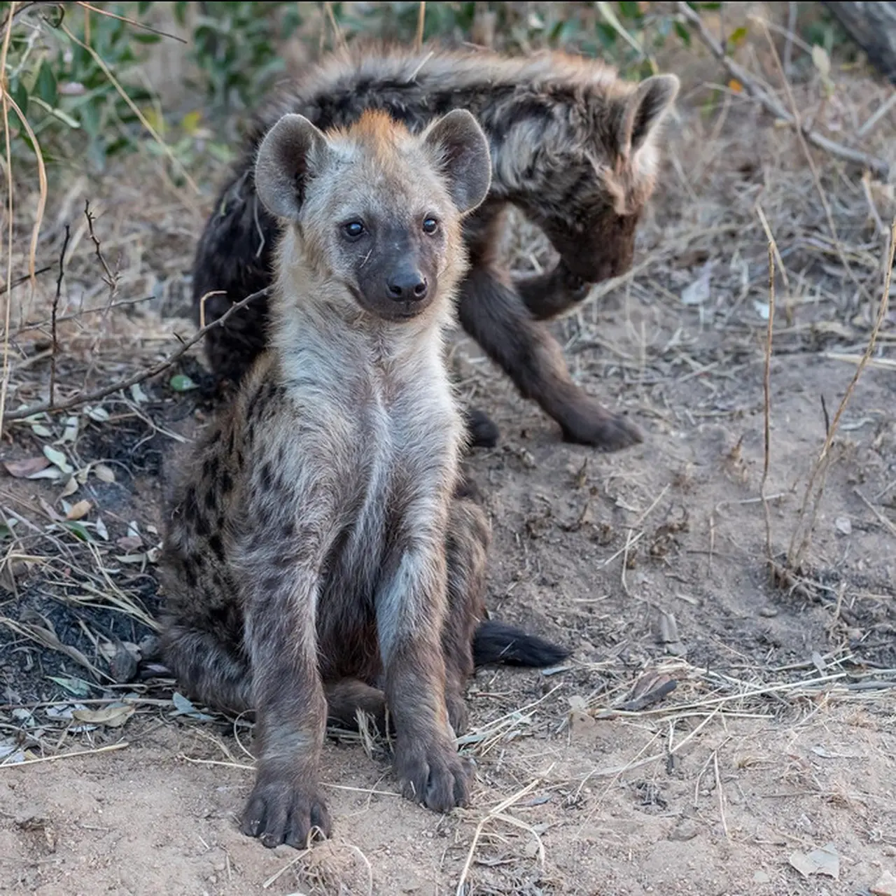 Bagaimana Cara Hyena Mempertahankan Diri Dan Wilayahnya