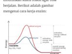 Bagaimana Cara Kerja Enzim