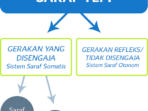 Bagaimana Cara Kerja Sistem Saraf