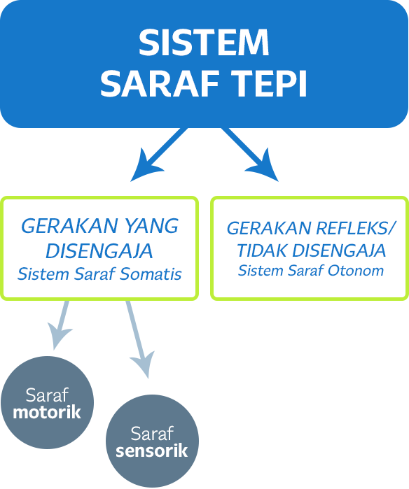 Bagaimana Cara Kerja Sistem Saraf