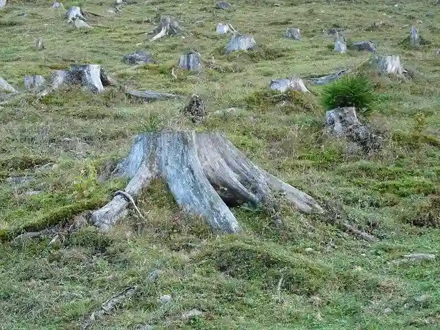 Rahasia Mengembalikan Keindahan Hutan Panduan Lengkap!