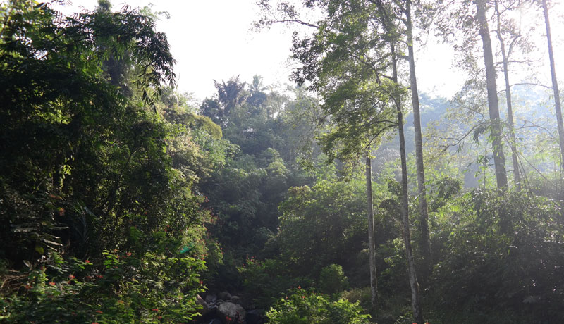 Bagaimana Cara Pemanfaatan Hutan Hujan Tropis Agar Tetap Lestari