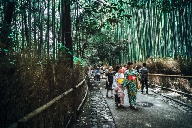 Bagaimana Cara Pohon Bambu Beradaptasi Dengan Lingkungan