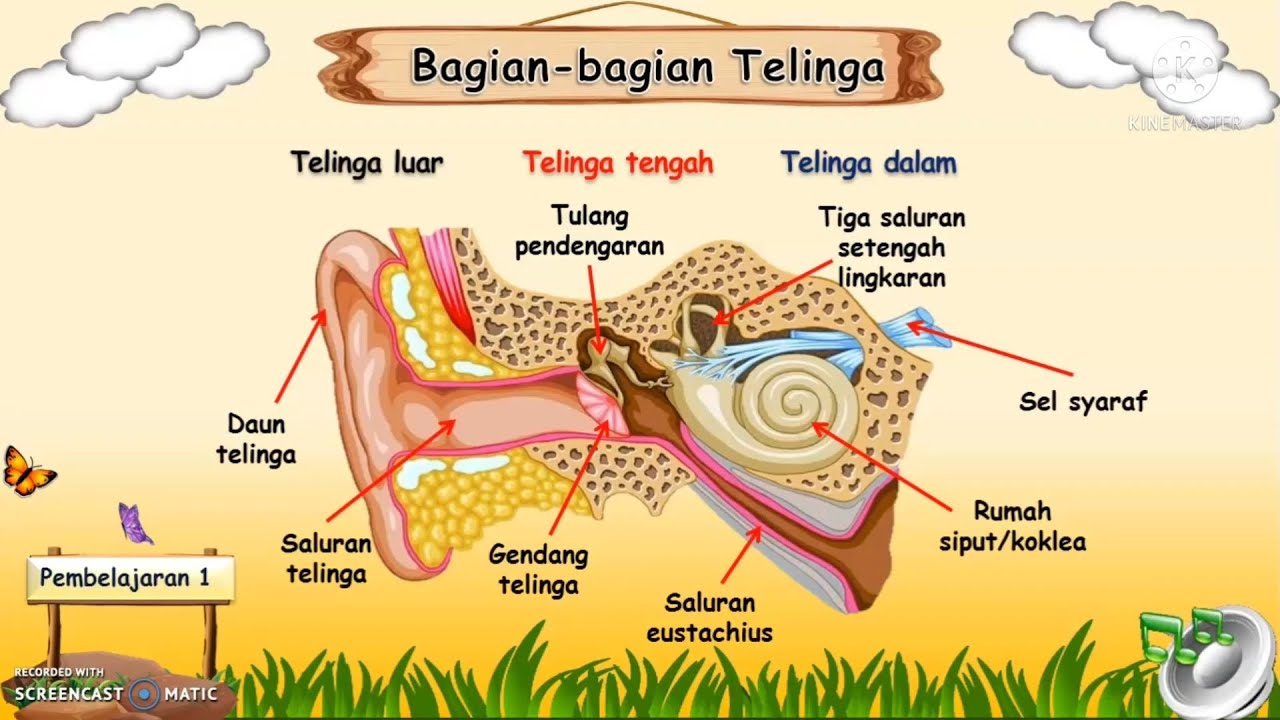 Rahasia Telinga Bagaimana Suara Menjadi Bunyi?