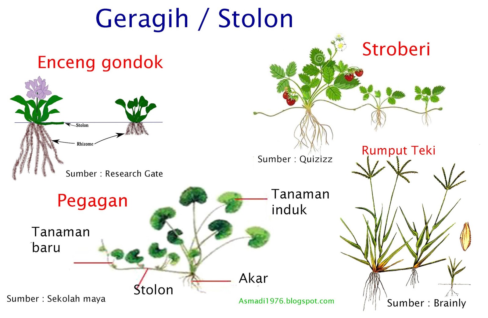 Bagaimana Cara Tumbuhan Berkembang Biak